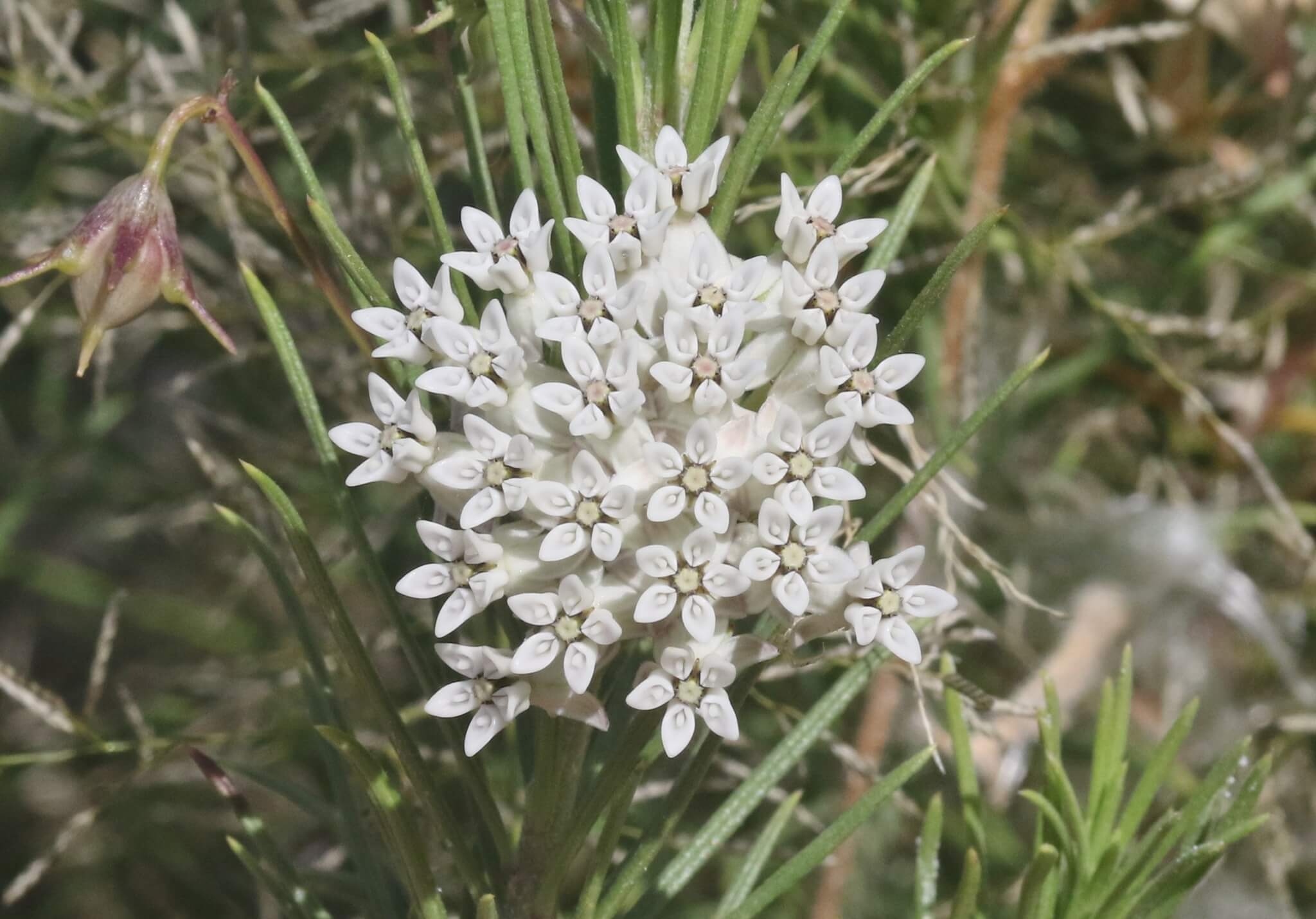 Asclepias linaria